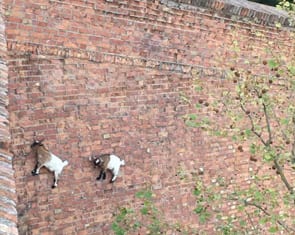 Facade inspection by goat